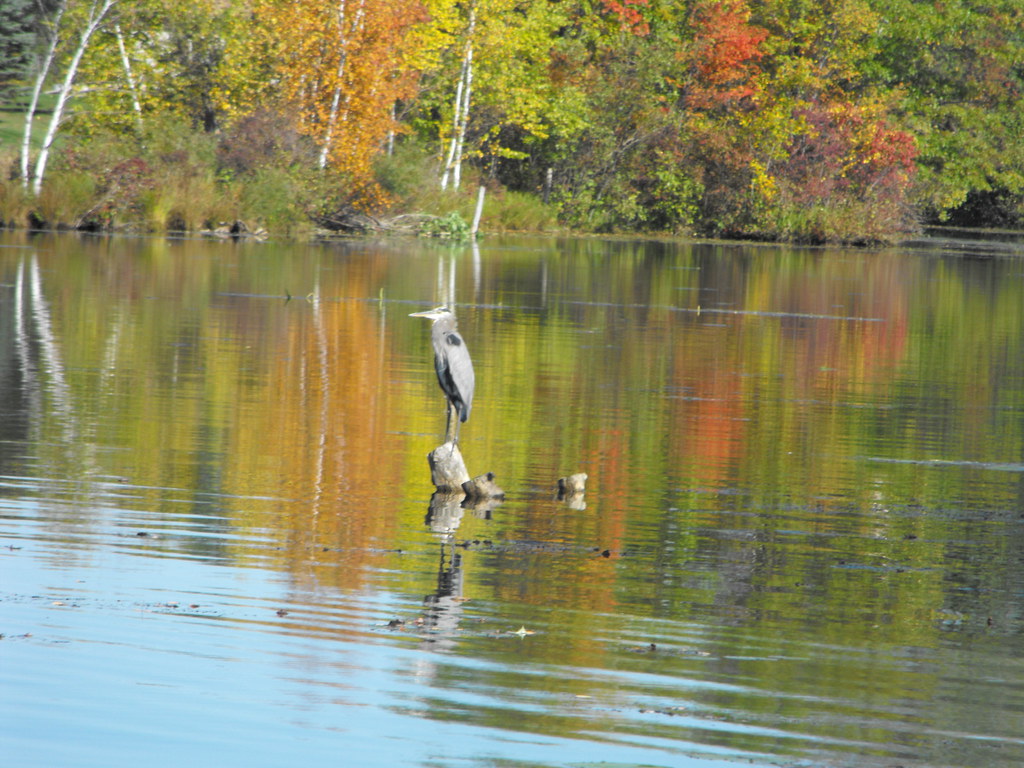 Blue heron on Lake Lancer in Sugar Springs, MI Blue Heron … Flickr