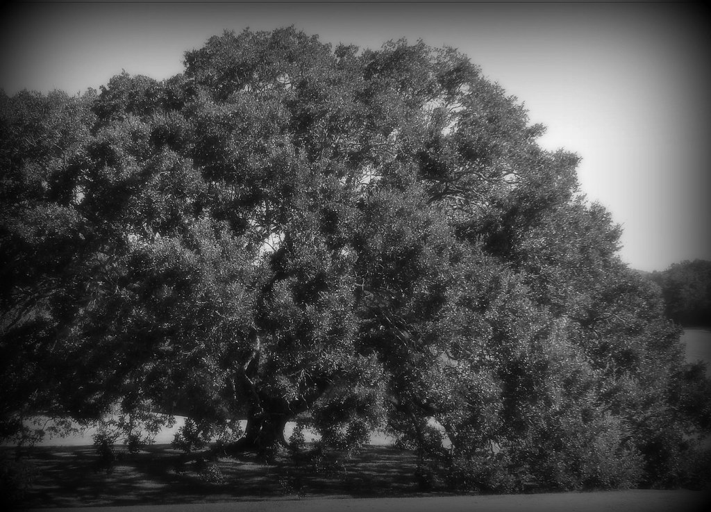 this love branches out like an oak tree; reach for the sky… Flickr