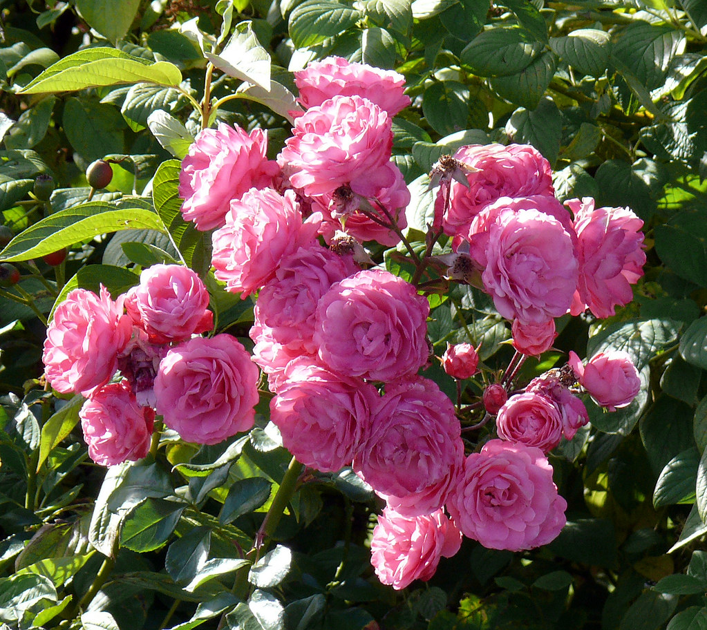 Pink Roses in the Sun Glenn Harris Flickr
