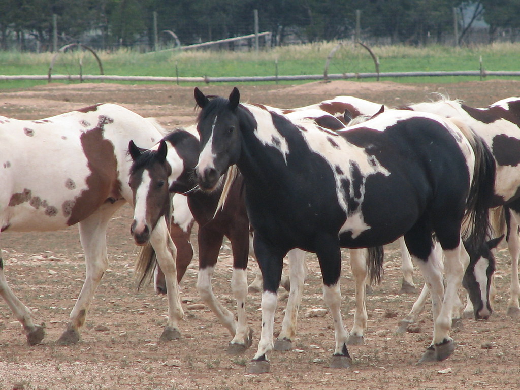 America Paint horse Horse breeding Ranch lazy WJ nearby No… Flickr