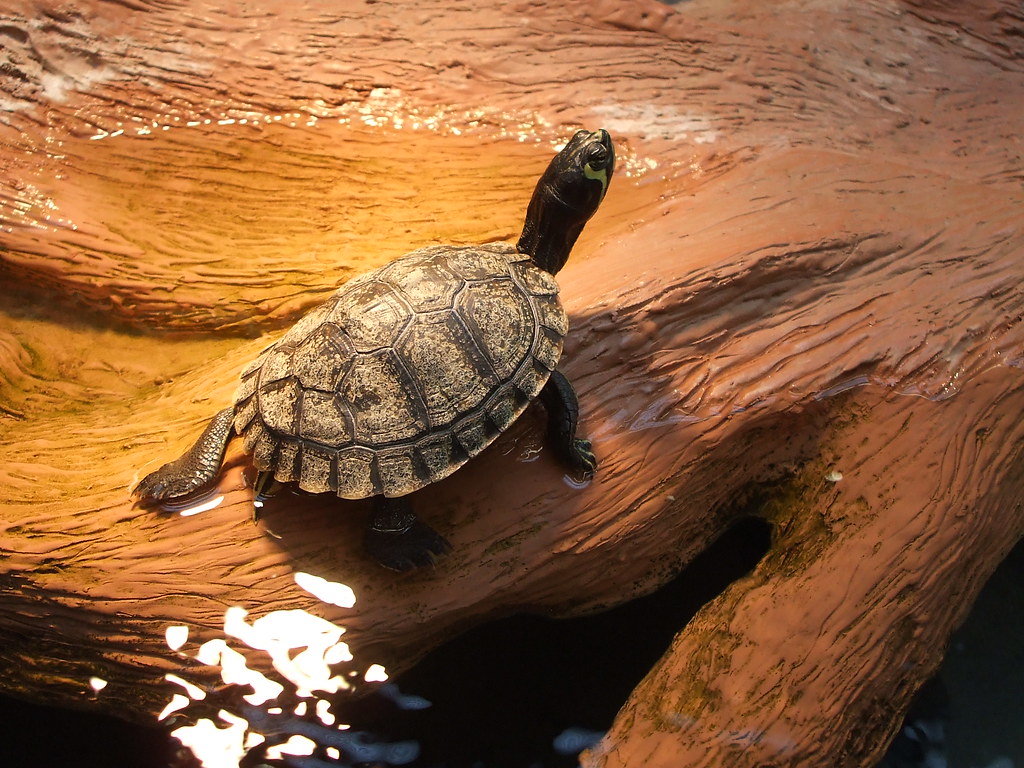 Turtle 3. Looking at the animals" at PetCo. Sonja Alves Flickr