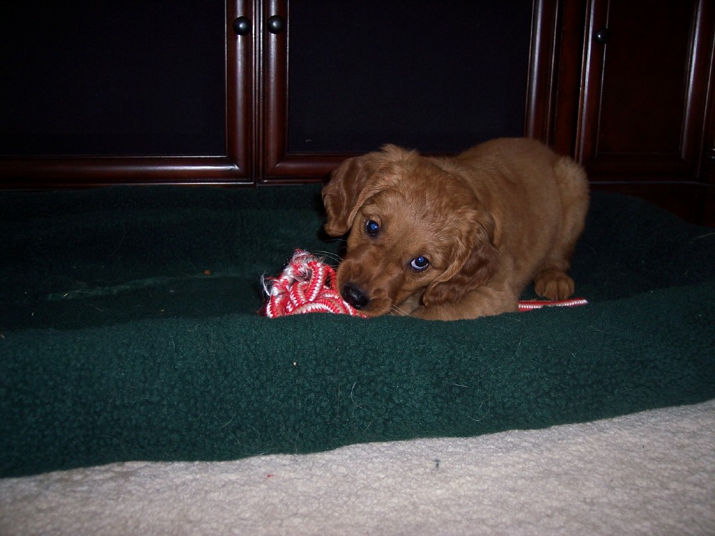 100_1556 Homer as an eight week old puppy Wolverine Dog Training
