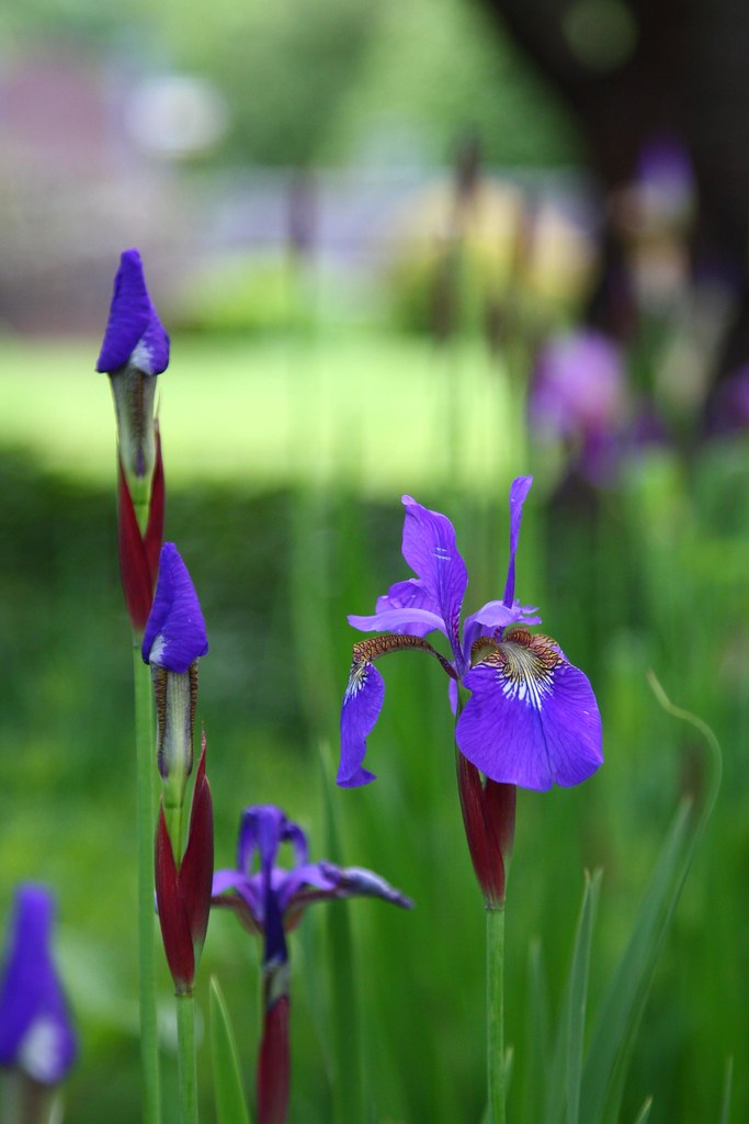 Iris plants On the grounds of the Columbia Hotel Nicholas D