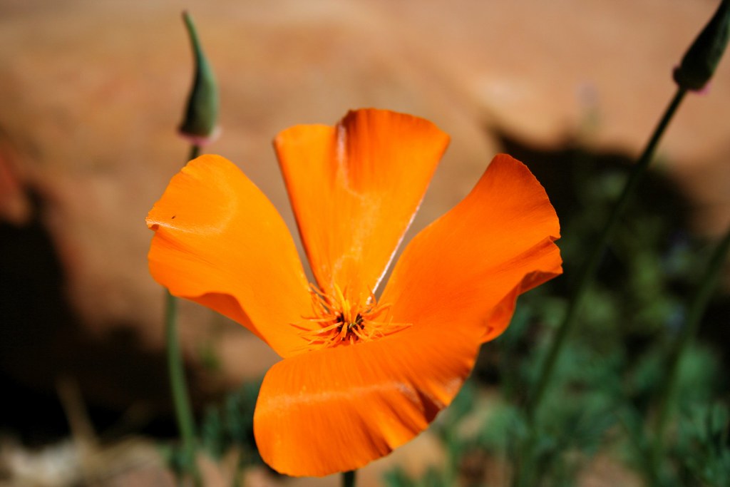 Poppy Time The poppies are blooming and as always, defy ph… Flickr