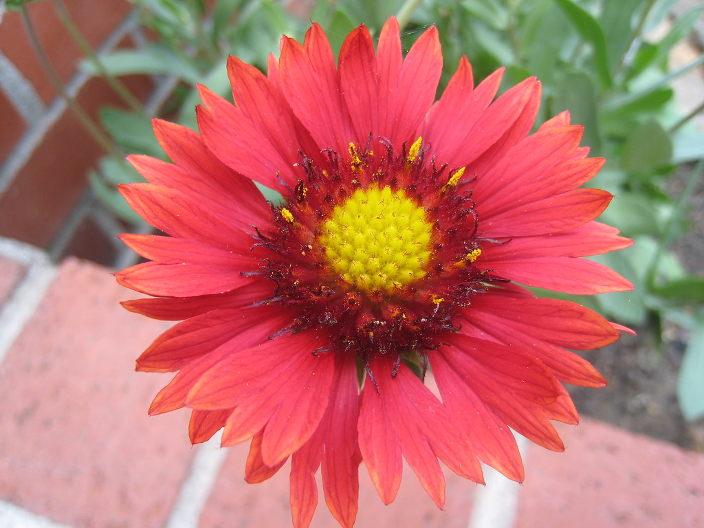 Mounding Perennial This is called Burgundy Blanket Flower … Flickr