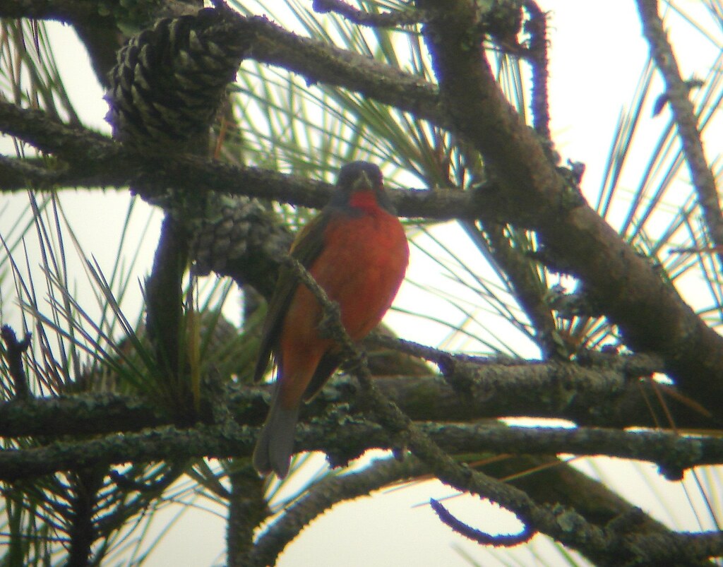 PaintedBunting02 Painted Bunting at Carolina Beach SP, NC … Flickr