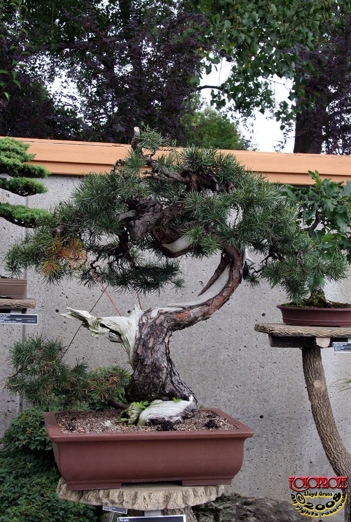 Jack pine Pinus banksiana Pinaceae 365 yrs old C20080830 0… Flickr