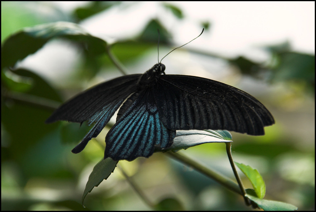 571101_8X6 Butterfly exhibit at Carleton University Wagboy Flickr