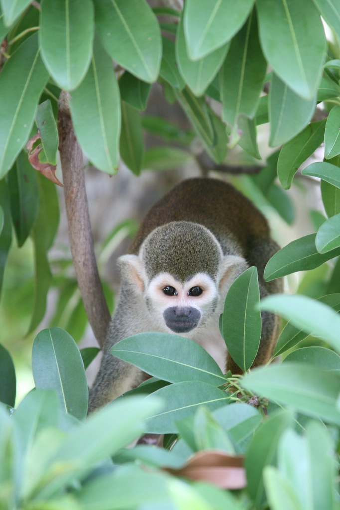 Brazilian Squirrel Monkey The mating of the squirrel monke… Flickr