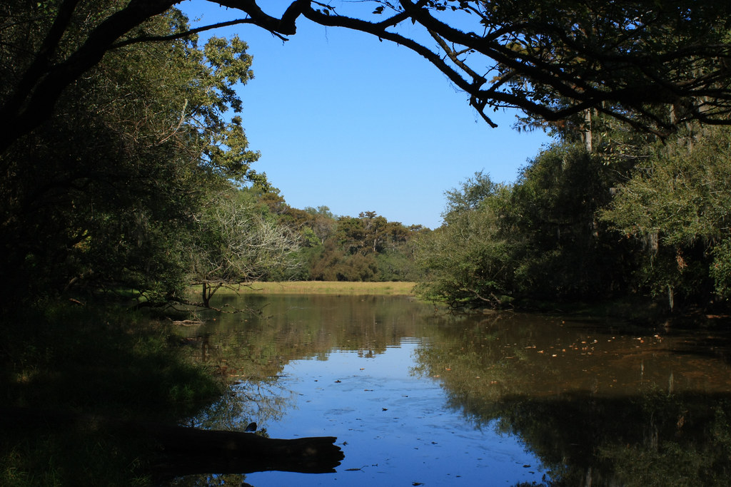 Flickriver Photoset 'Altamaha River Area, by Alan Cressler