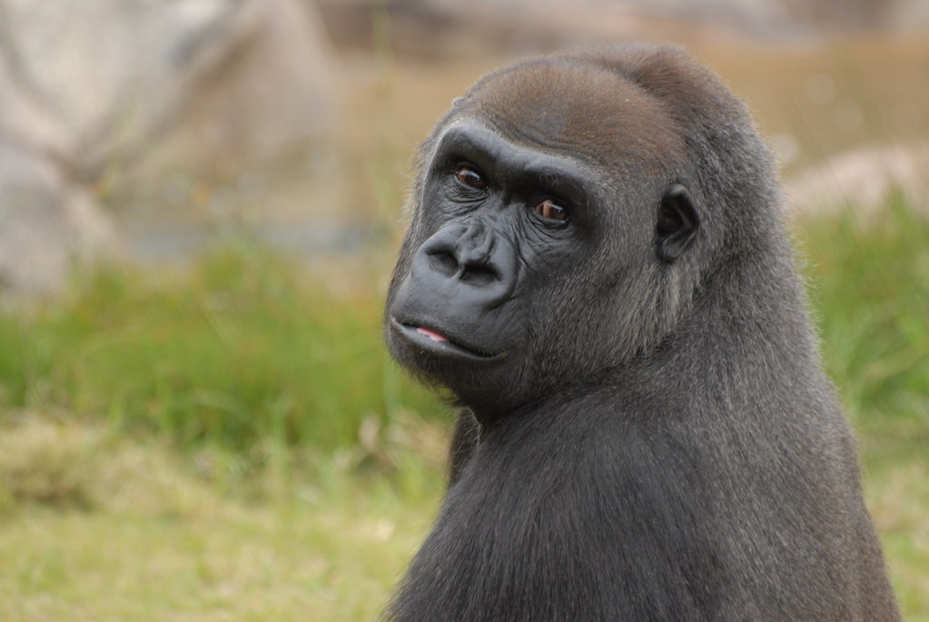 Sad Gorilla a photo on Flickriver