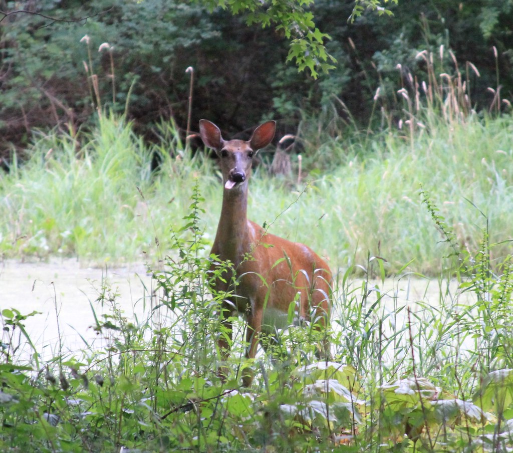 Kevin Brewer, Fontanelle IA 2 Orscheln Farm and Home Flickr