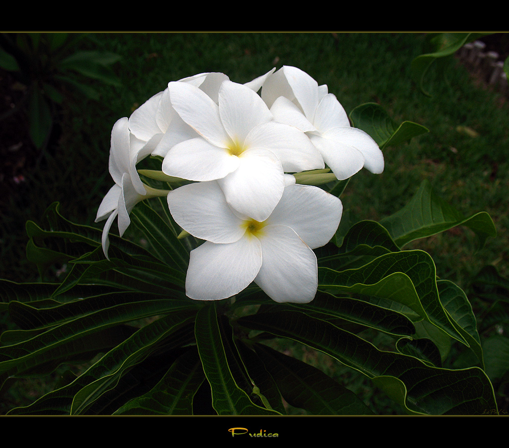 Puerto Rico Flowers The Plumeria Pudica Here is the Plum… Flickr