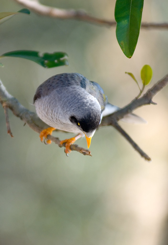 Common Myna (Indian Myna) Common Indian Myna In India, whe… Flickr