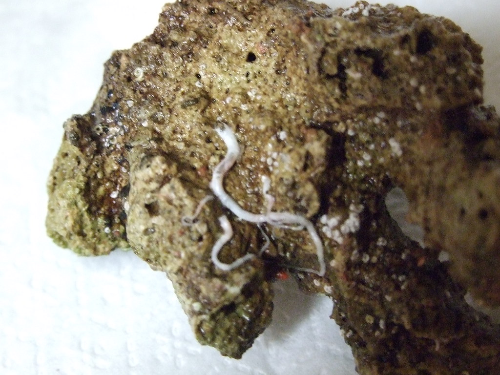 Worms In My Saltwater Tank Tony Armella Flickr