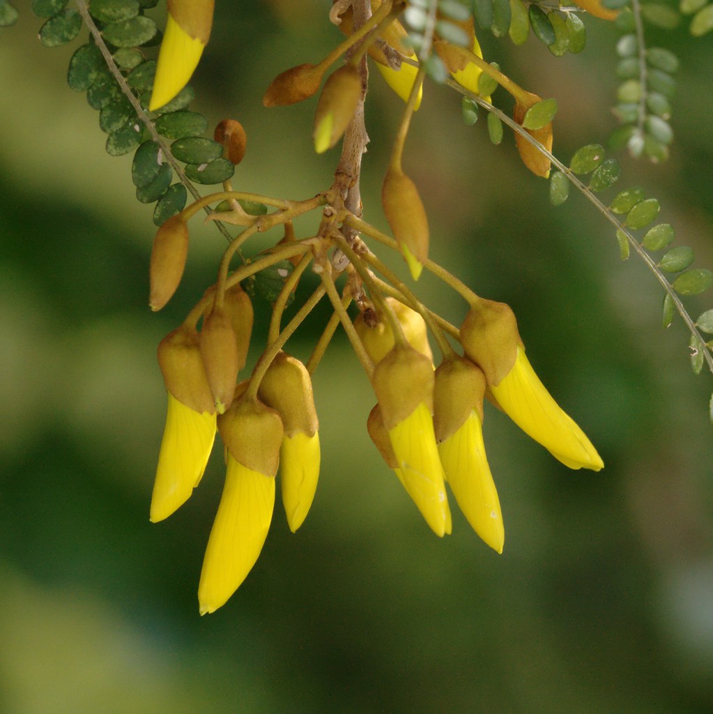 kowhai flowers at waikanae A spray of kowhai flowers on th… Flickr