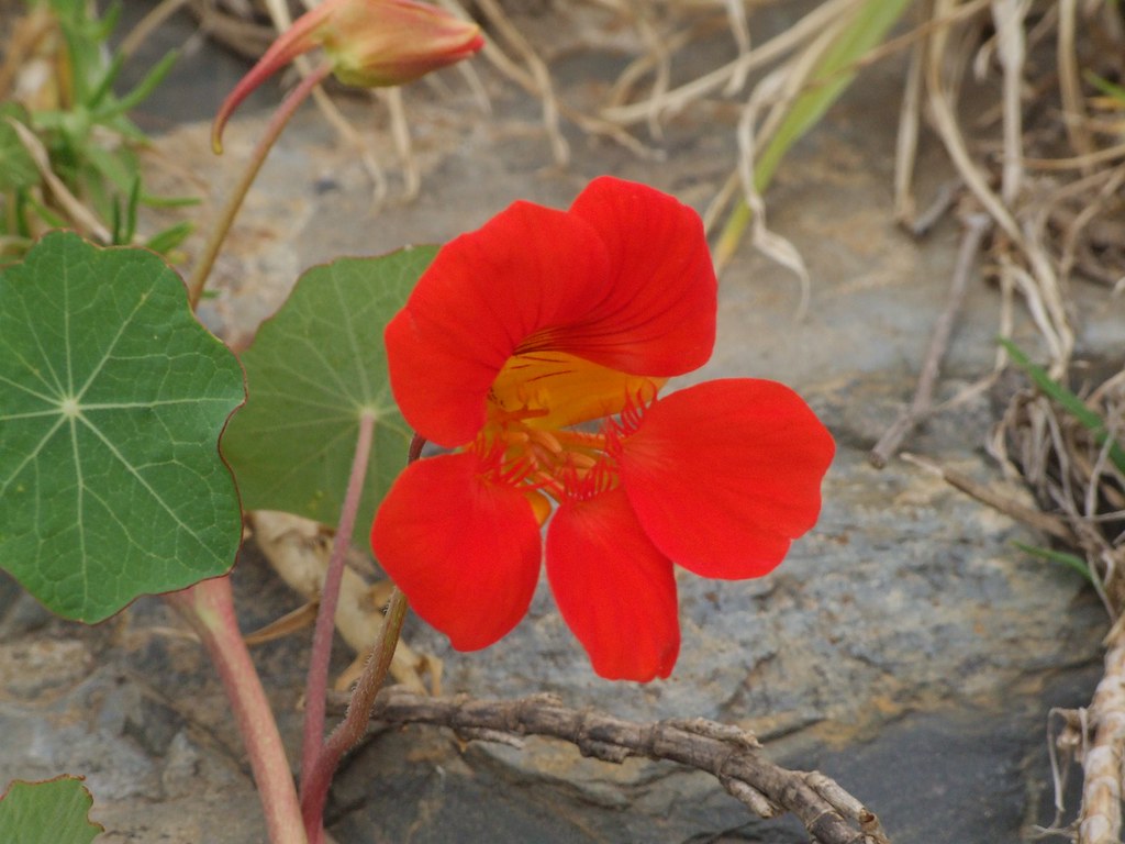 DSCF3252 Ruben Schade Flickr