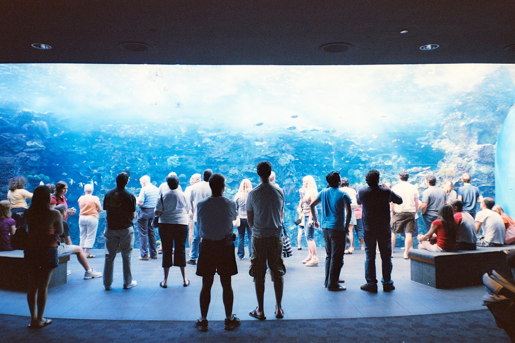 Atlanta Aquarium big screen slayer Flickr