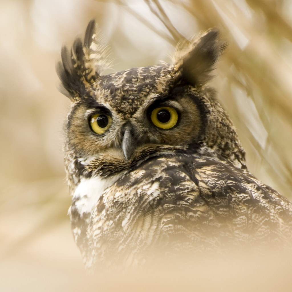 owl grill juvenile great horned owl bubo virginianus matt "smooth