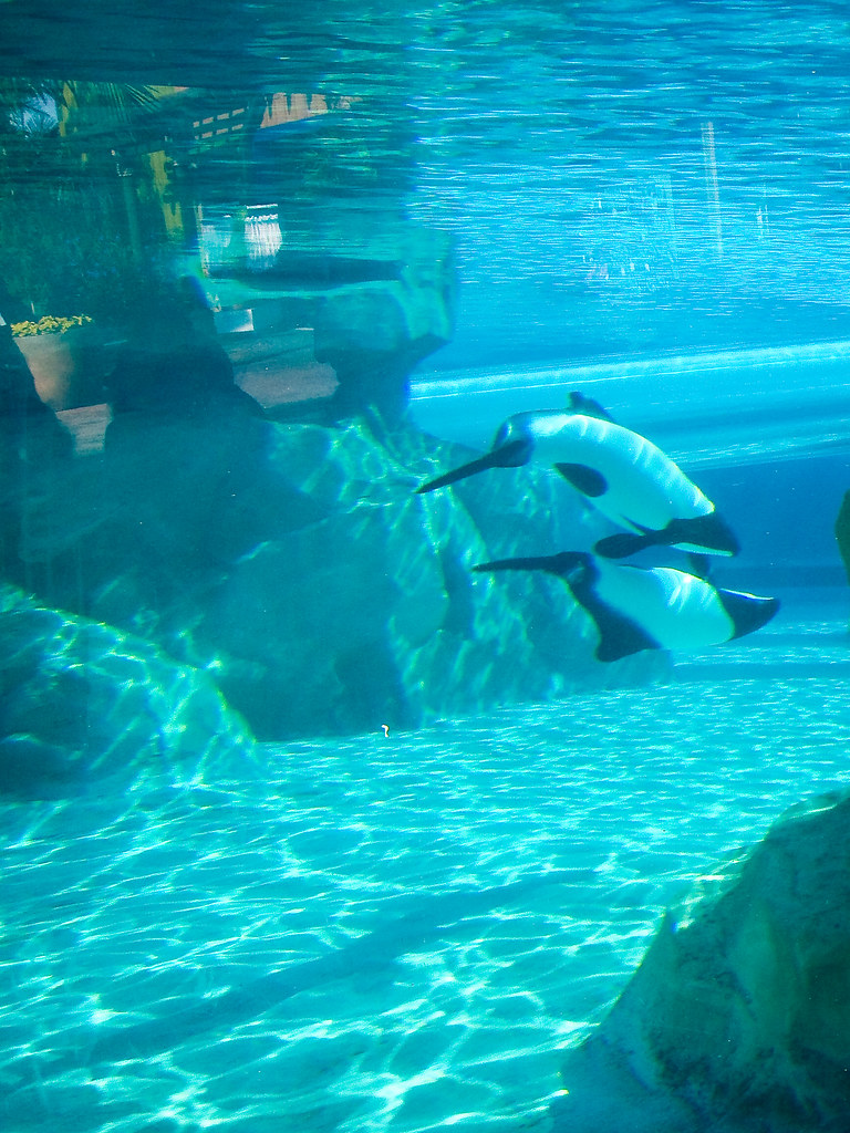 Dolphins Sea World Aquatica Paladin27 Flickr