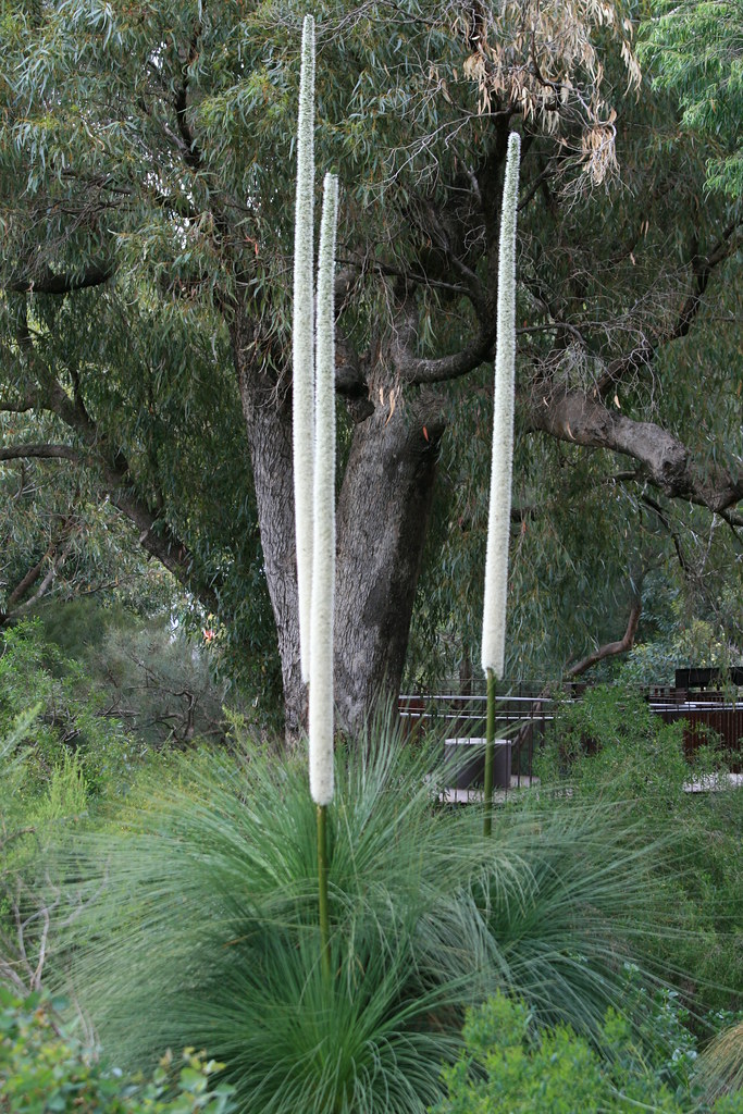 Xanthorrhoea preissii (Grass Tree) Grass Tree (Xanthorrhoe… Flickr