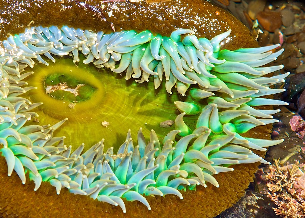 Agate Beach 017 Agate Beach tide pool, near Bolinas CA fStop 1.0