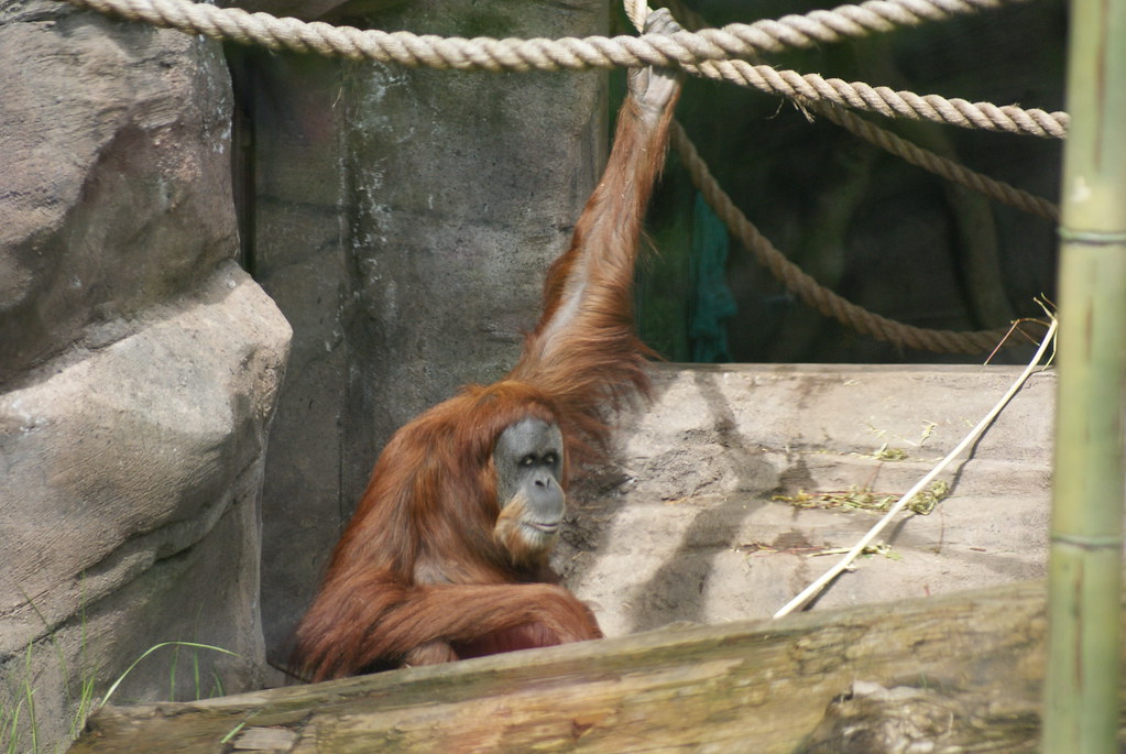 Oregon Zoo Memorial Day Trip Crystal Flickr