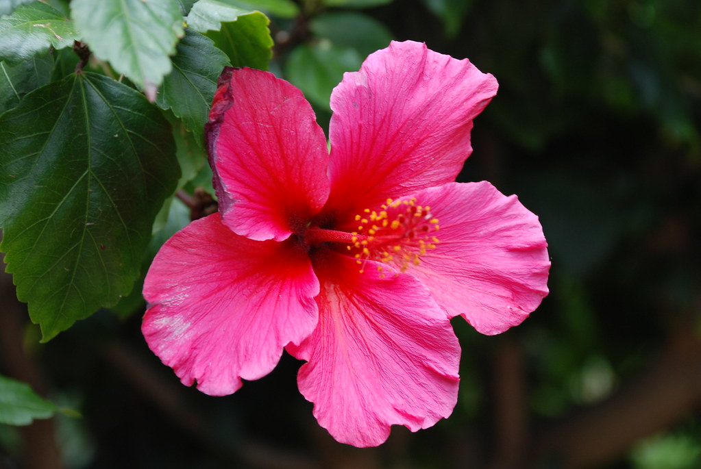 HIBISCUS Red HIBISCUS flower are many in San Diego .Need l… Flickr