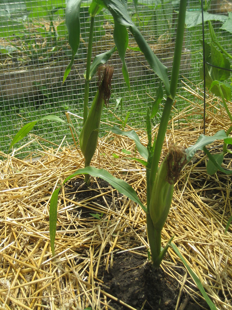 Ears of Corn my first attempt at corn. The stalks are pret… Flickr