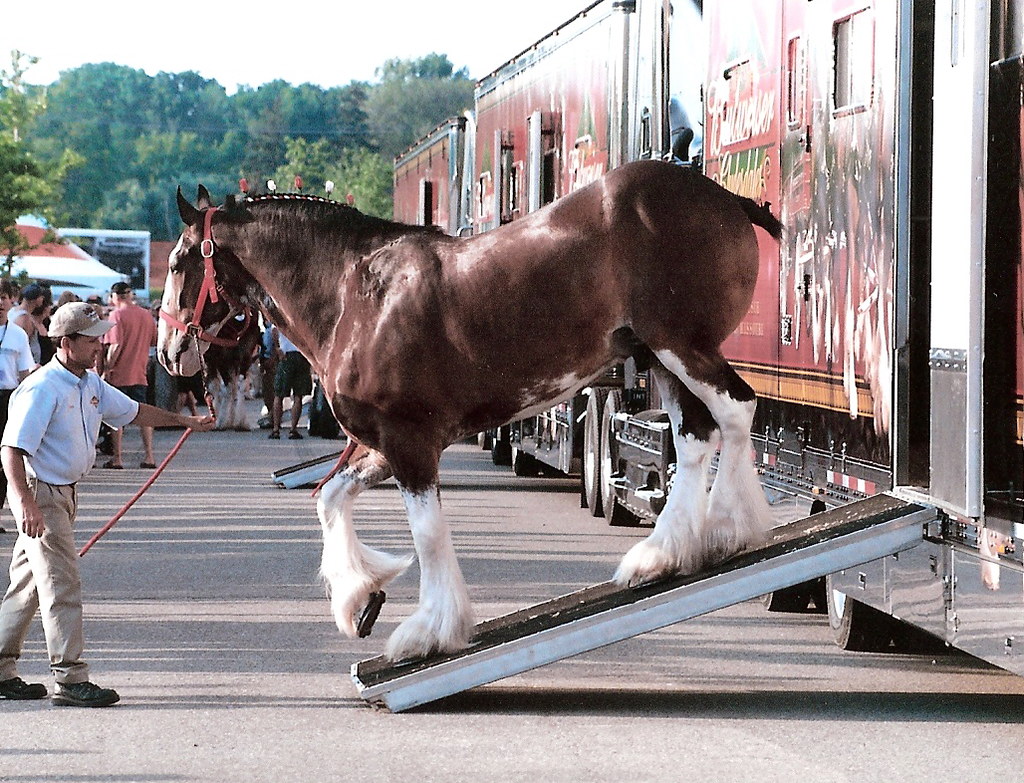 Clydesdale and trailer sandyVsue Flickr