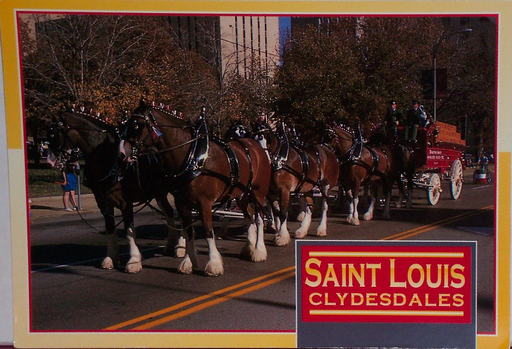Missouri Budweiser Clydesdales St Louis JustMeSKJ Postcards