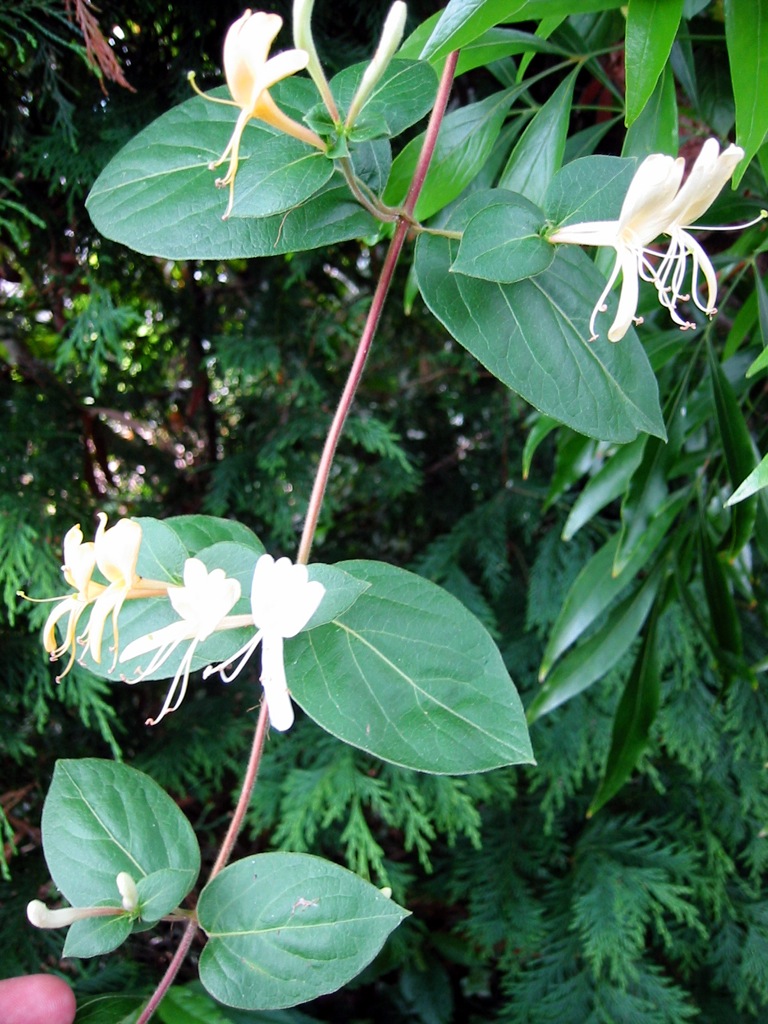 Lonicera japonica Lonicera japonica, Japanese honeysuckle … Flickr
