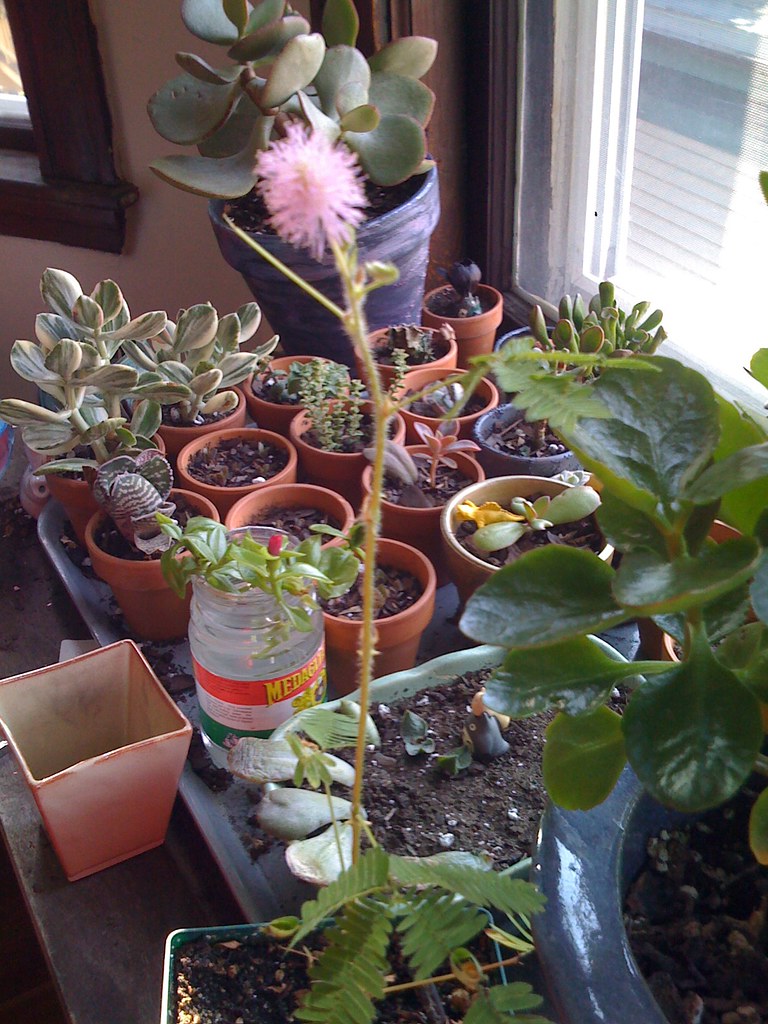 Sensitive Flower My "sensitive plant" makes pink fluffy fl… Flickr