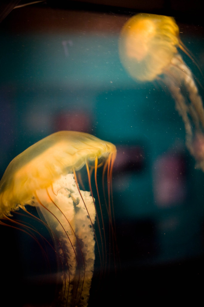 Jellyfish I love jellyfish. MisoSoup Flickr