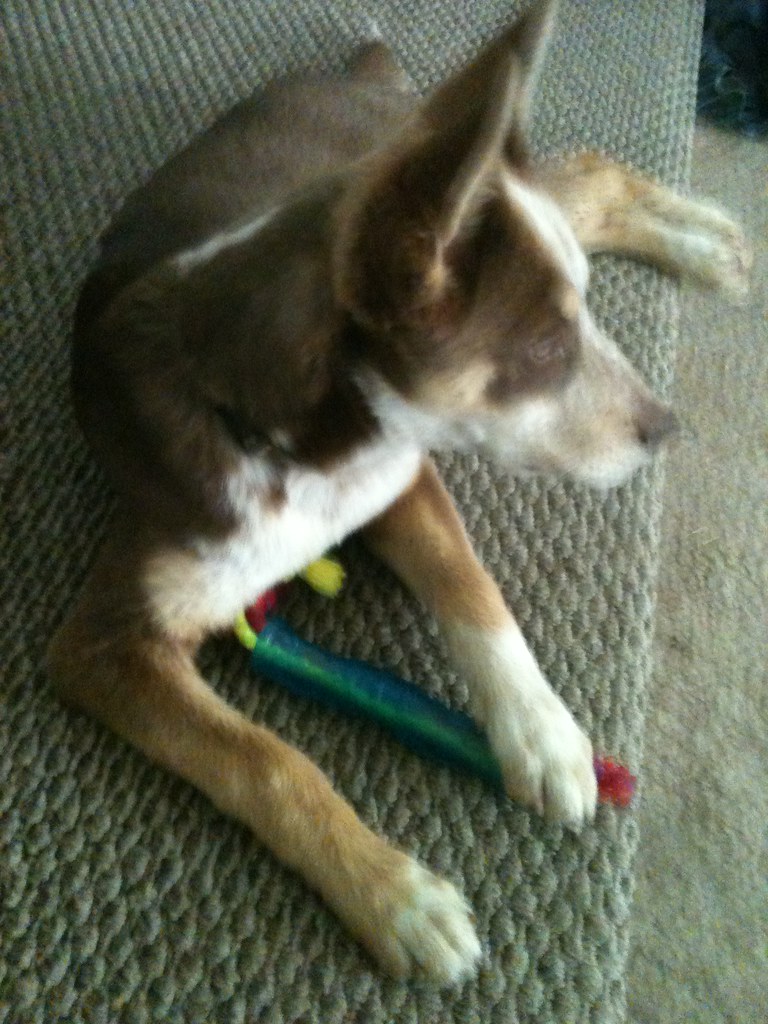 Gauge Husky / Red Heeler mix apurplepeopleeater Flickr