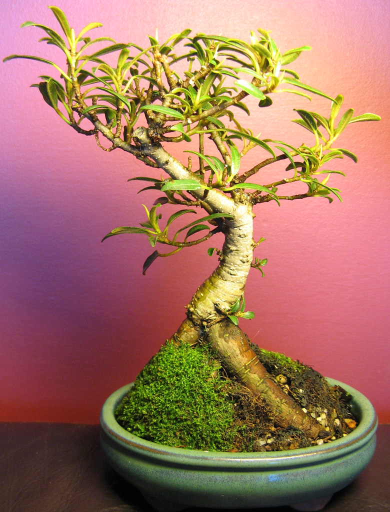 Ficus rubiginosa Ficus rubiginosa bonsai. Port Jackson fig… cskk
