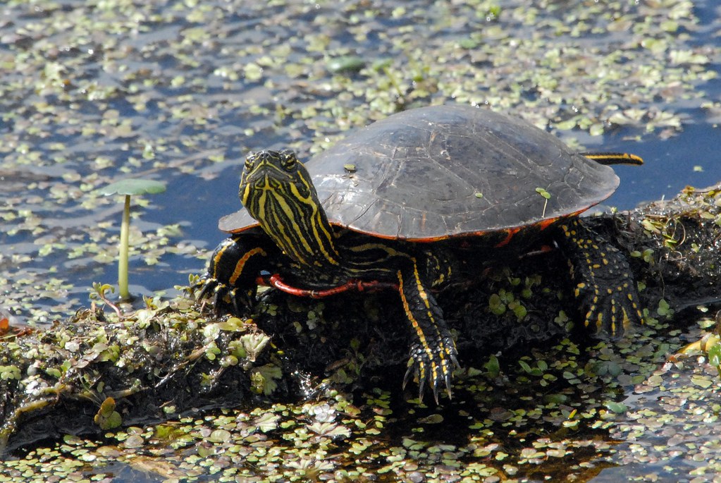 Western Painted Turtle (Chrysemys picta bellii) DDZ_0105 Flickr