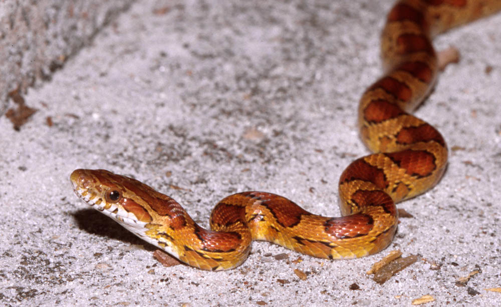 Corn Snake se USA Corn Snake Pantherophis gutt… Flickr