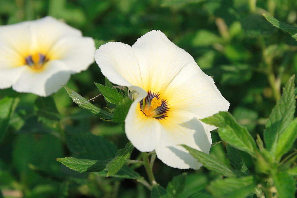 white and yellow I found these beautiful flowers around th… Flickr