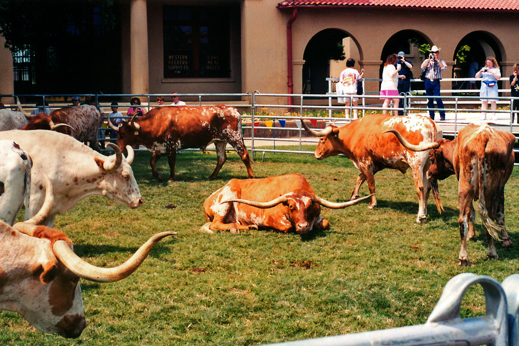 Longhorn Cattle, Ft. Worth Herd, Stockyards The Fort Worth… Flickr
