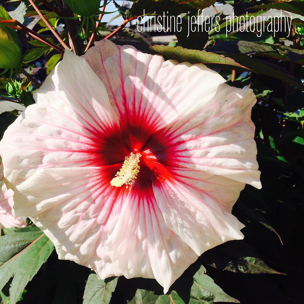 Bridgeport Blossoms flowers bridgeport chicago nature … Flickr