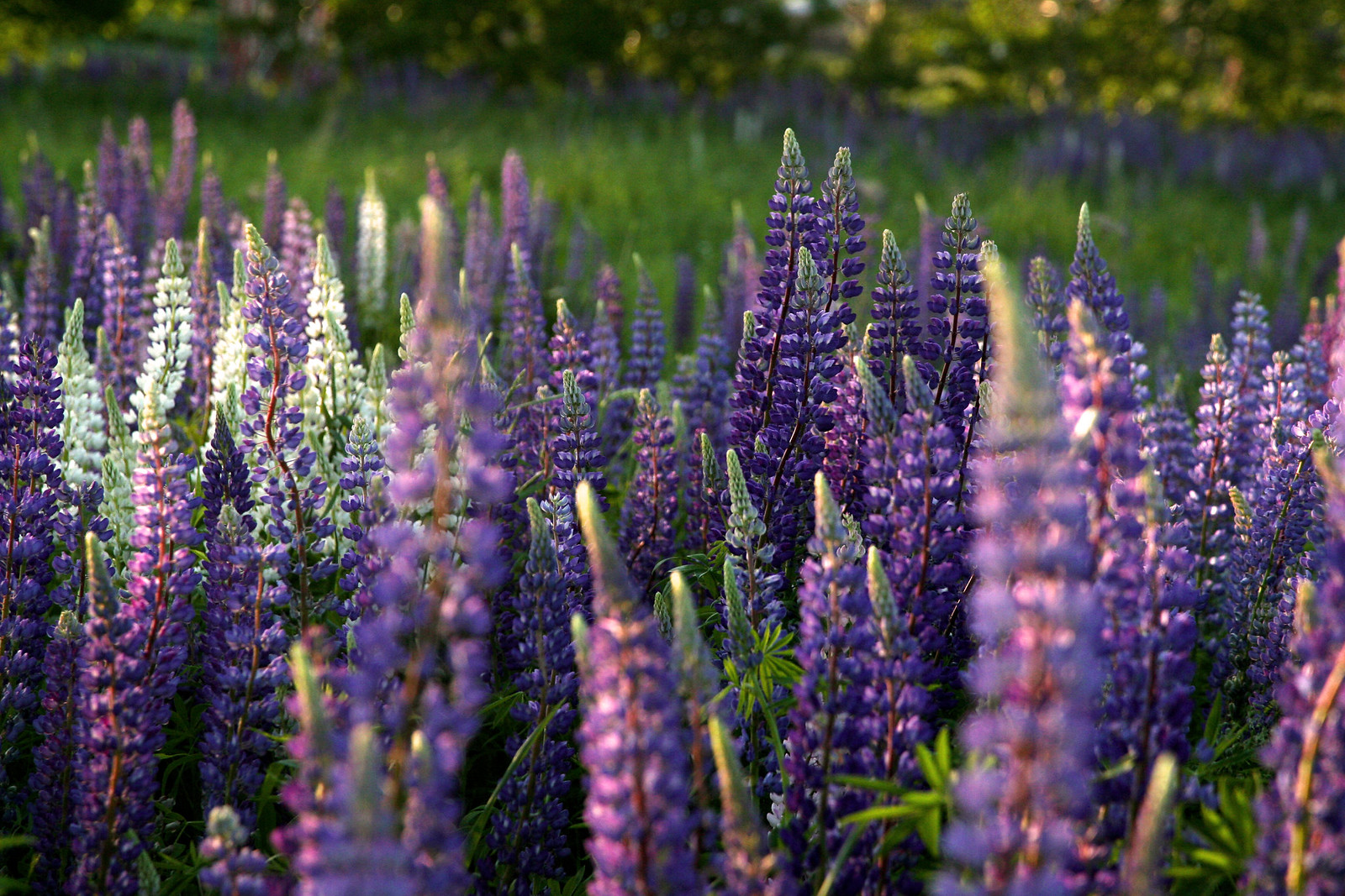 Maine 11 Bucksport, Bangor, Dexter Flickr