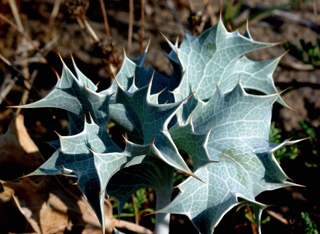 Eringio marino Foto scattata presso il Lido Cosida di Baia… Flickr