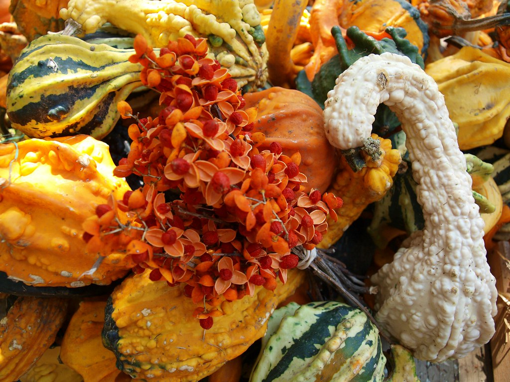 Gourds and Bittersweet Farm market outside of Chillicothe,… Flickr