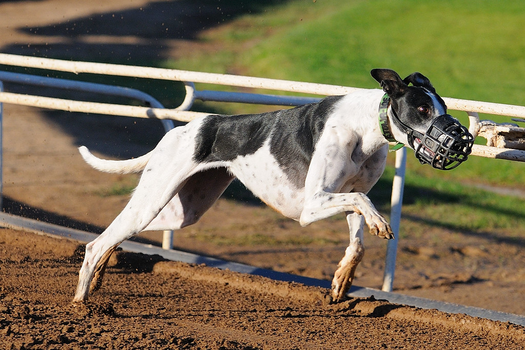 3104 am Schooling Phoenix Greyhound Park 12/05/2008 Rick Flickr