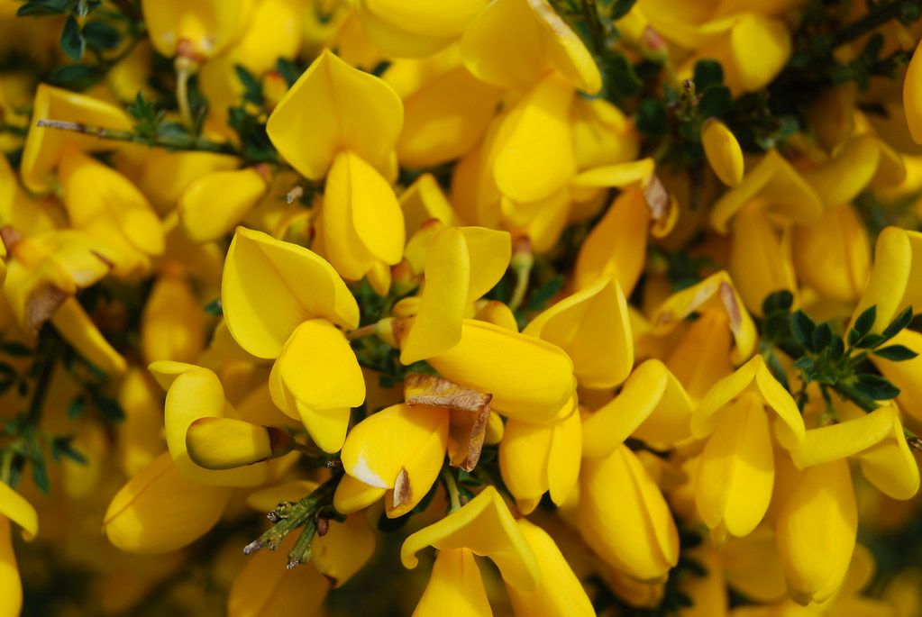 Beach Flowers Beautiful yellow flowers at the beach Elaine Flickr