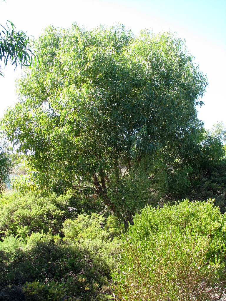 20110308IMG_1899.jpg Ninth Tuart tree (Eucalyptus gomphoc… Flickr