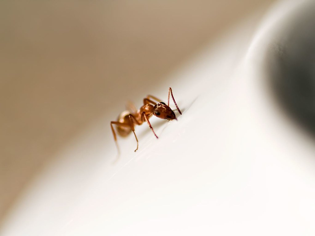 Ant 835 Tiny Creatures... Pill bugs, ants eating honey, an… Flickr