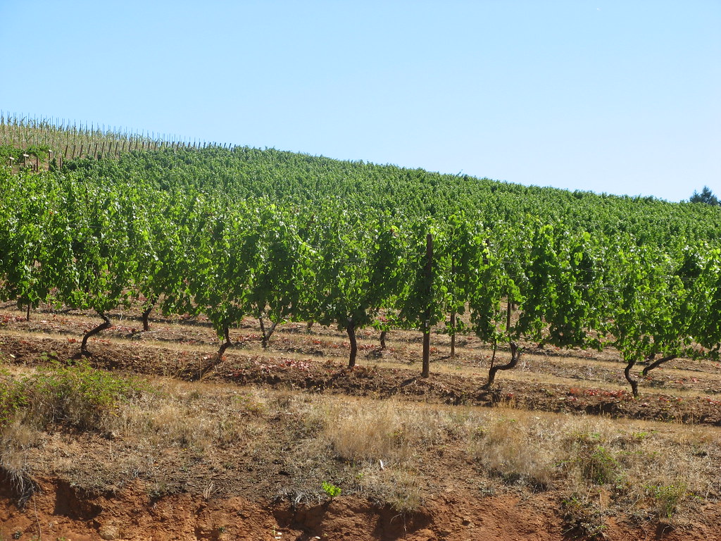 grapes at Lavelle Vineyard Kathy Juhlin Flickr