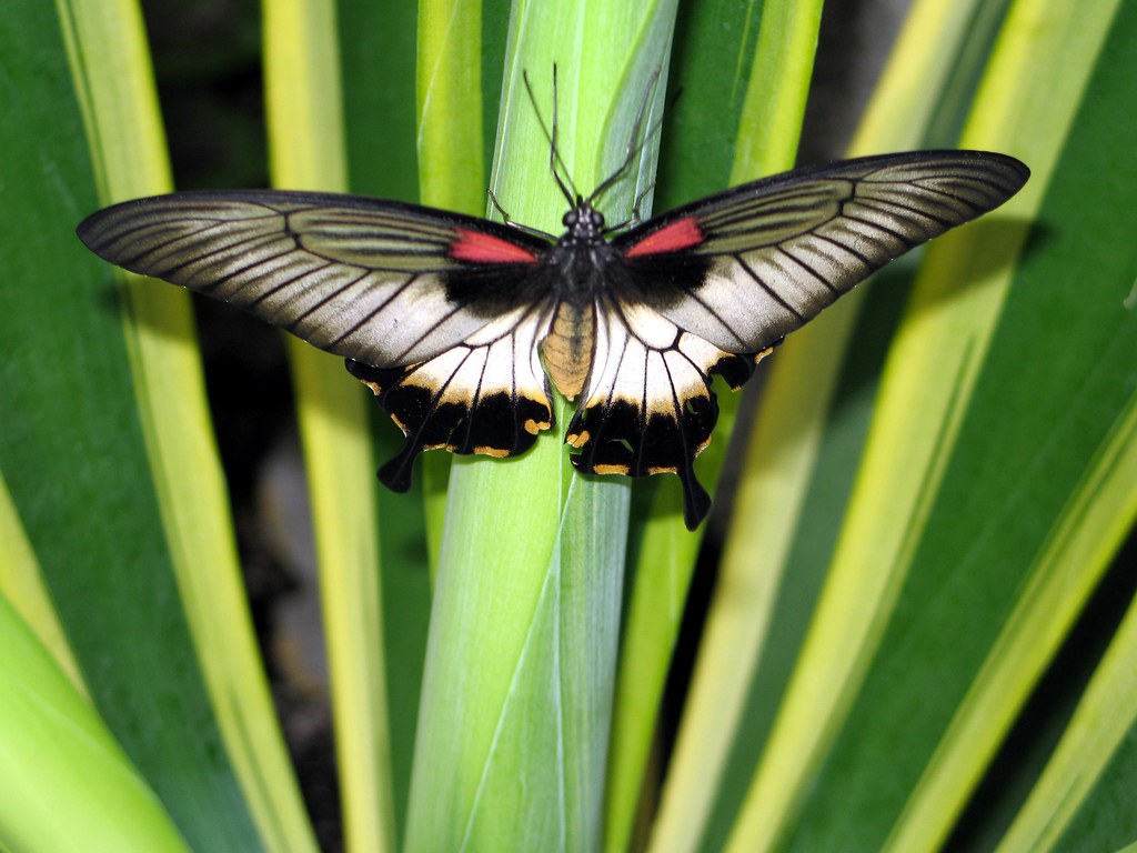 Butterfly, Butterfly House, Whitehouse, Ohio John Hartsock Flickr